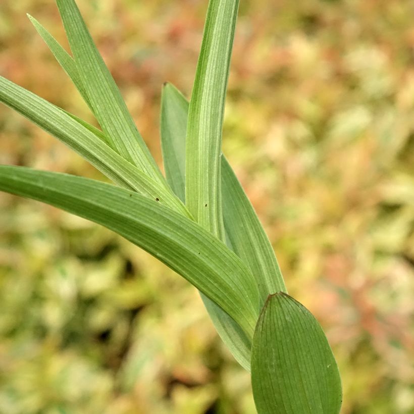 Epipactis veratrifolia (Foliage)