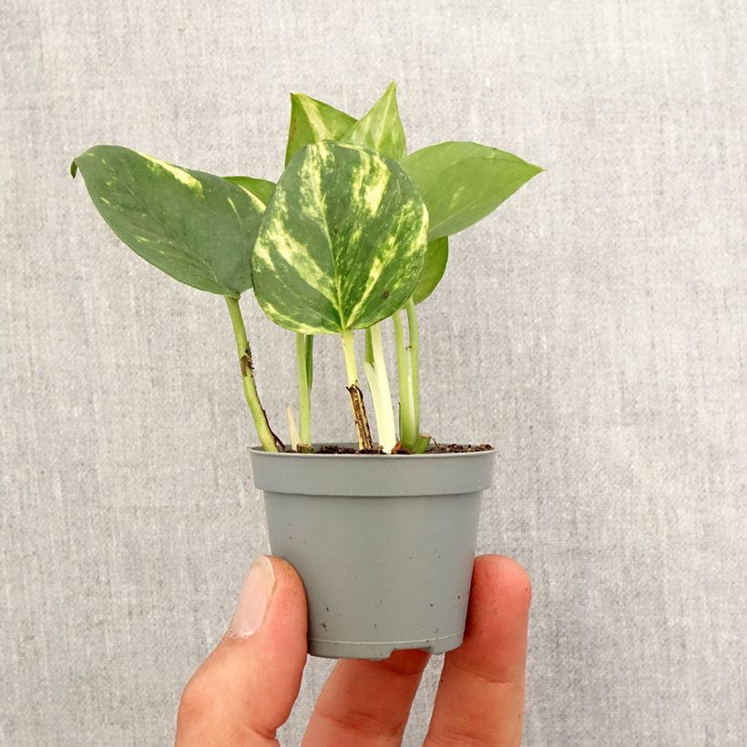 Epipremnum aureum - Golden Pothos Mini-plante sample as delivered in spring