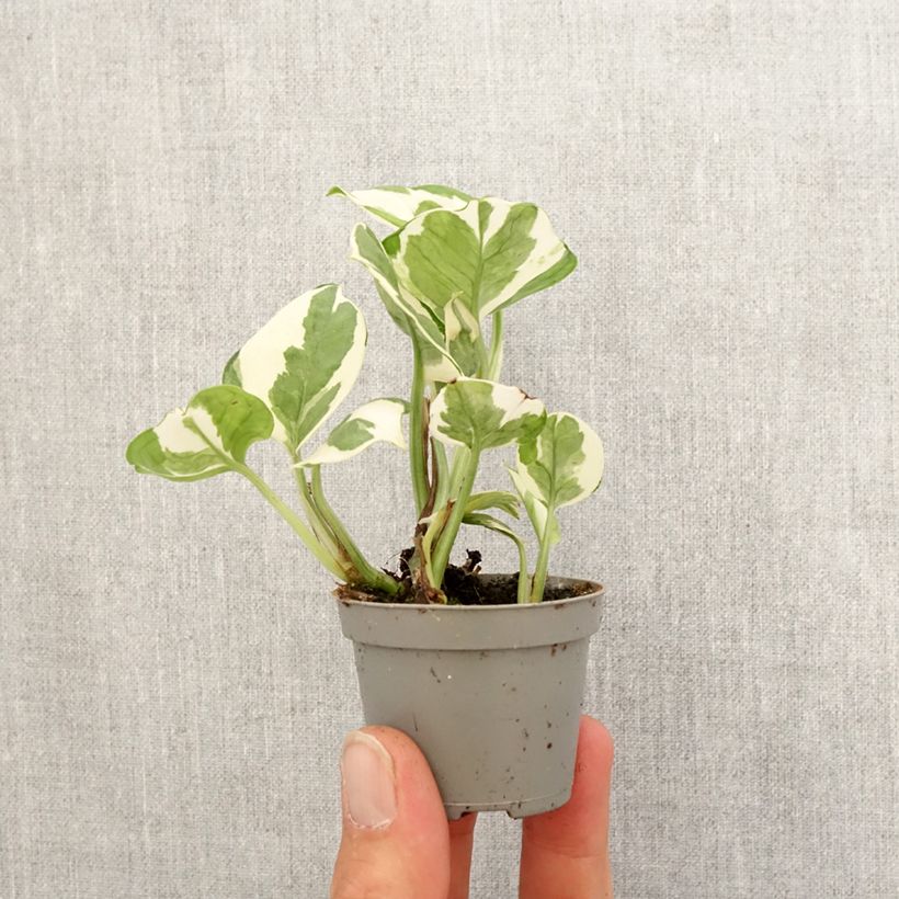Epipremnum aureum N'JOY - Golden Pothos Enjoy Mini-plante sample as delivered in spring