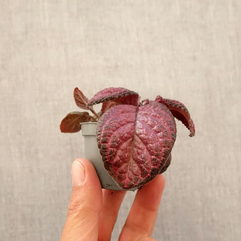 Episcia cupreata Malayan Gem - Flame violet Mini-plante sample as delivered in spring