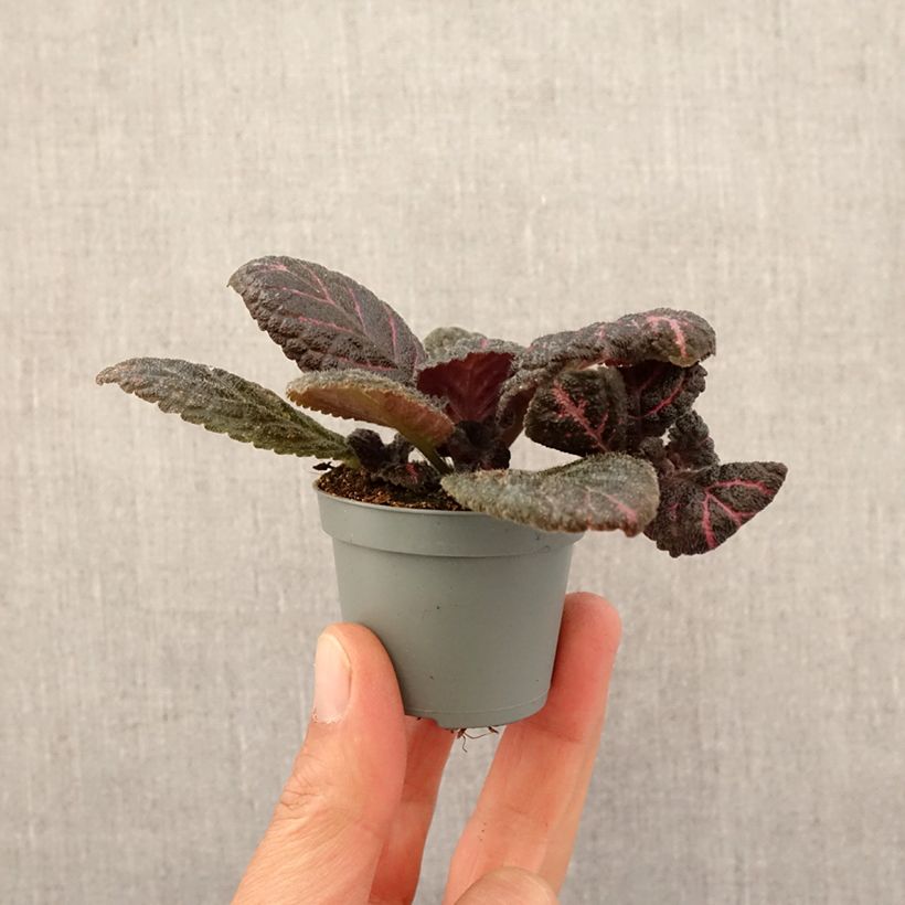 Episcia cupreata Pink Acajou - Flame violet Mini-plante sample as delivered in spring