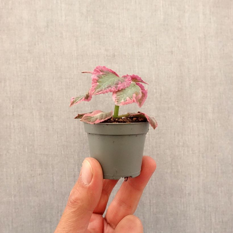 Episcia cupreata Pink Brocade - Flame violet Mini-plante sample as delivered in spring
