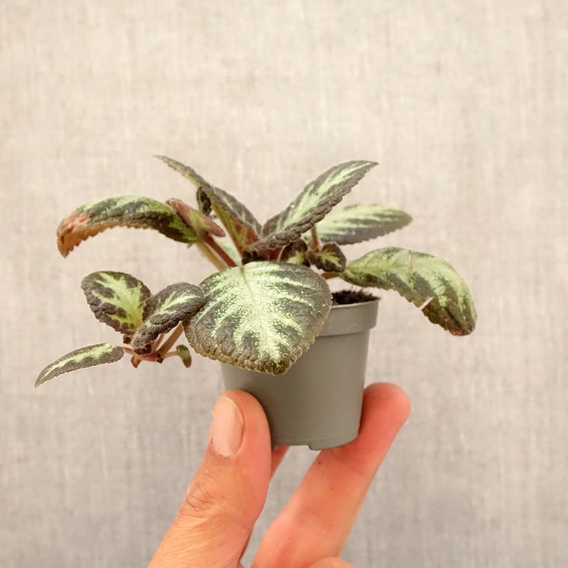 Episcia cupreata Silver Shield - Flame violet Mini-plante sample as delivered in spring