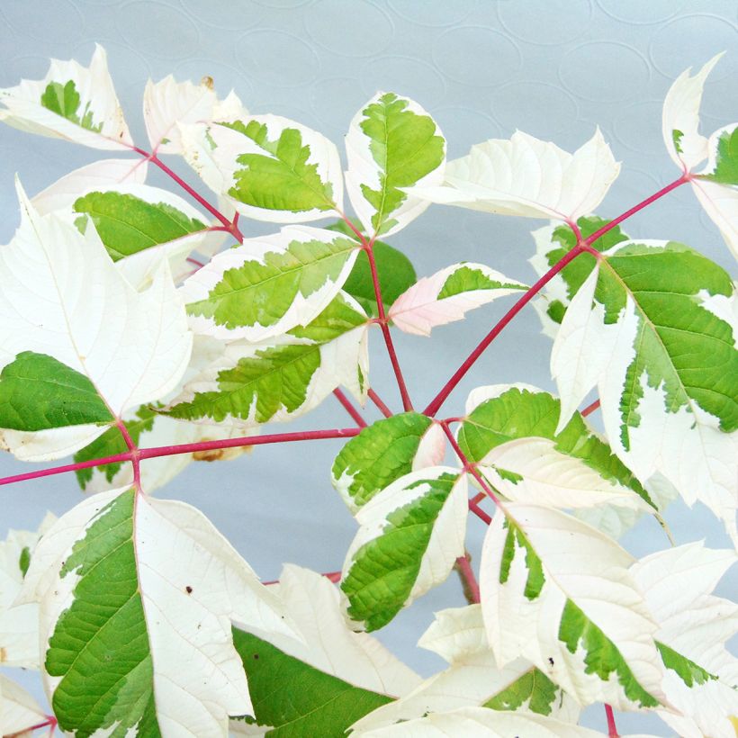 Acer negundo Flamingo - Maple (Foliage)