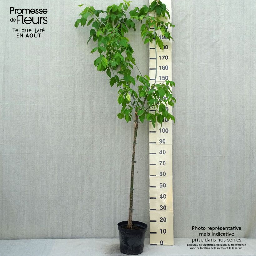 Acer negundo Kellys Gold - Maple 3L/4L pot sample as delivered in summer