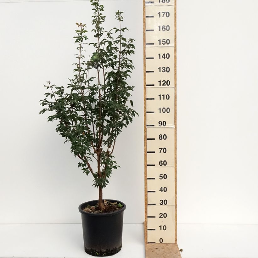 Acer griseum - Paperbark Maple - Maple 20L/25L pot sample as delivered in summer