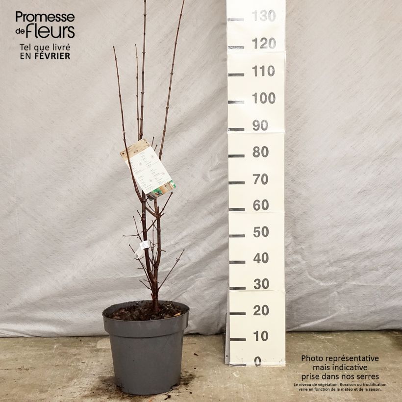 Érable cannelle - Acer griseum pot de 7.5L/10L sample as delivered in winter