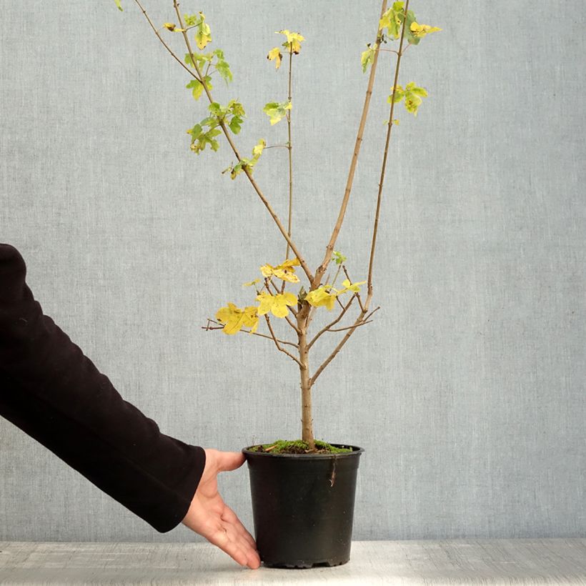 Acer campestre - Maple 2L/3L pot sample as delivered in autumn