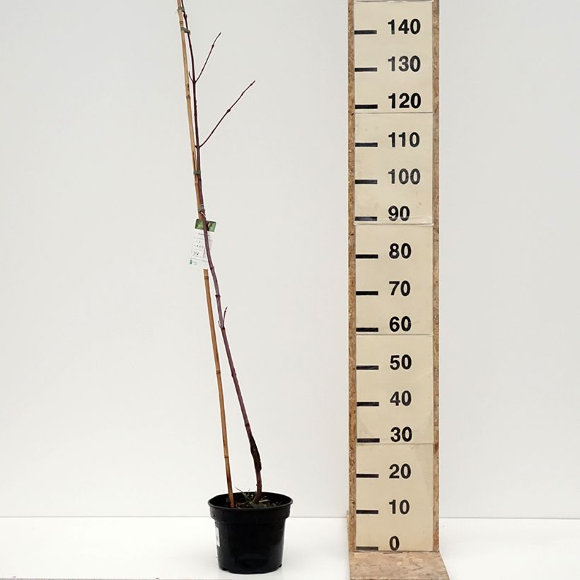 Acer pensylvanicum  4L/5L potShipped height around 80/100cm sample as delivered in winter