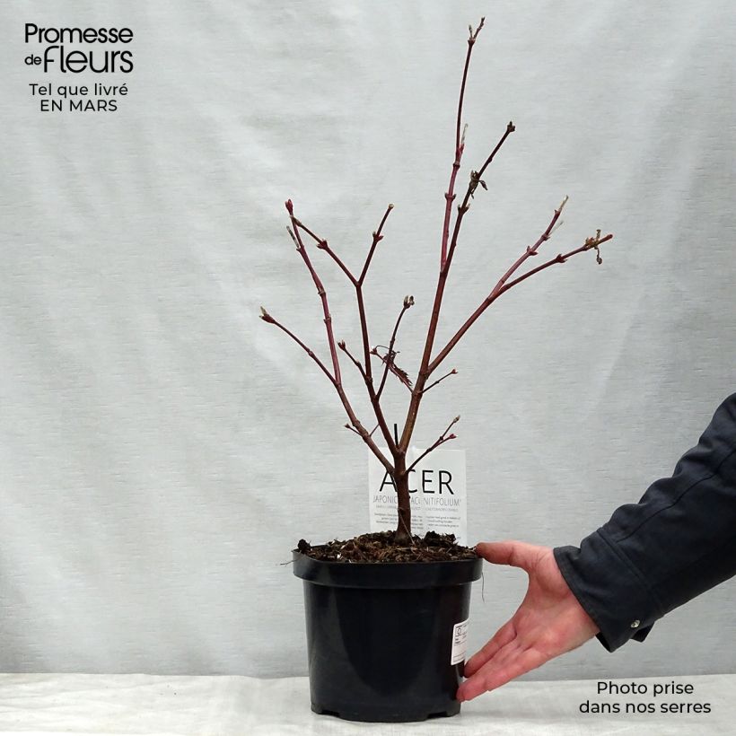 Acer japonicum Aconitifolium - Japanese Maple sample as delivered in spring