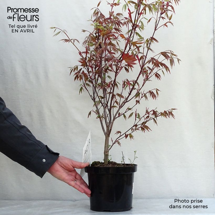 Acer palmatum Atropurpureum - Japanese Maple sample as delivered in spring