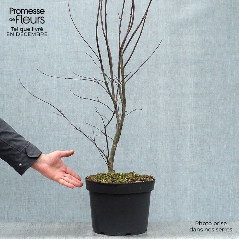 Érable du Japon - Acer palmatum Bloodgood pot de 7,5L/10L sample as delivered in winter