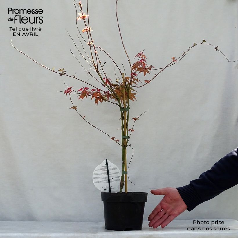 Acer palmatum Deshojo - Japanese Maple sample as delivered in spring