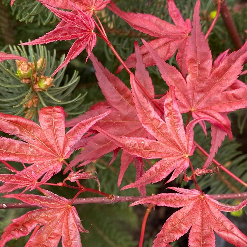 Acer palmatum Deshojo - Japanese Maple (Foliage)