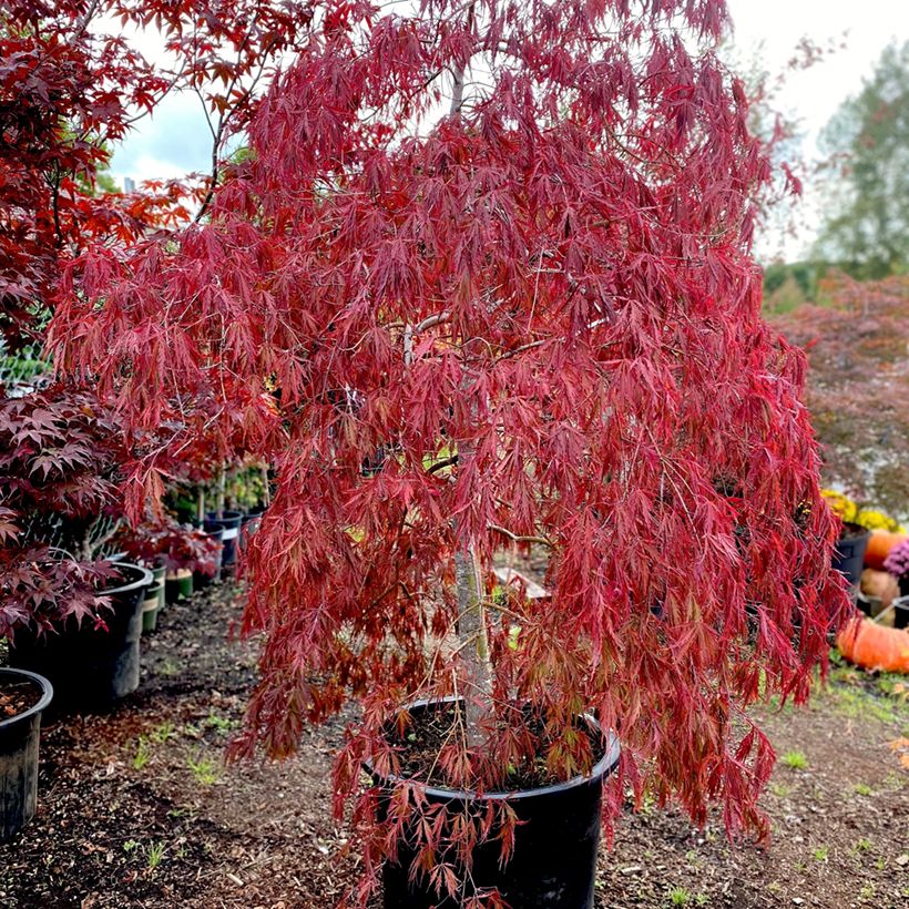 Acer palmatum Tamukeyama - Japanese Maple (Plant habit)