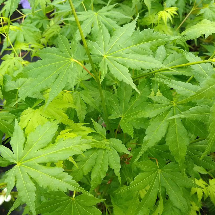 Acer palmatum Going Green - Japanese Maple (Foliage)