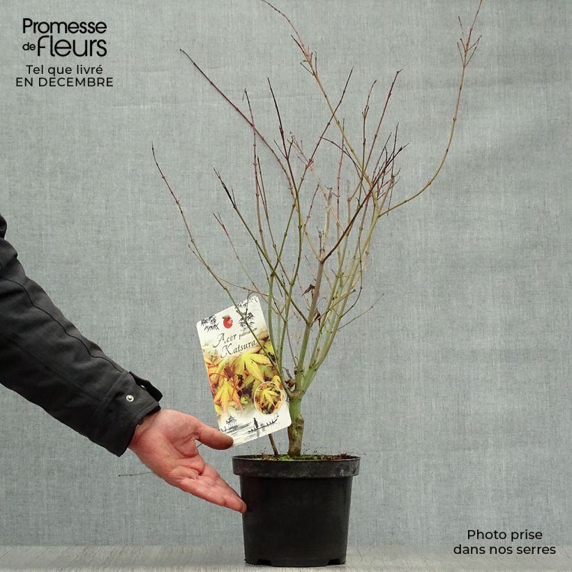 Érable du Japon - Acer palmatum Katsura en pot de 2/3L sample as delivered in winter