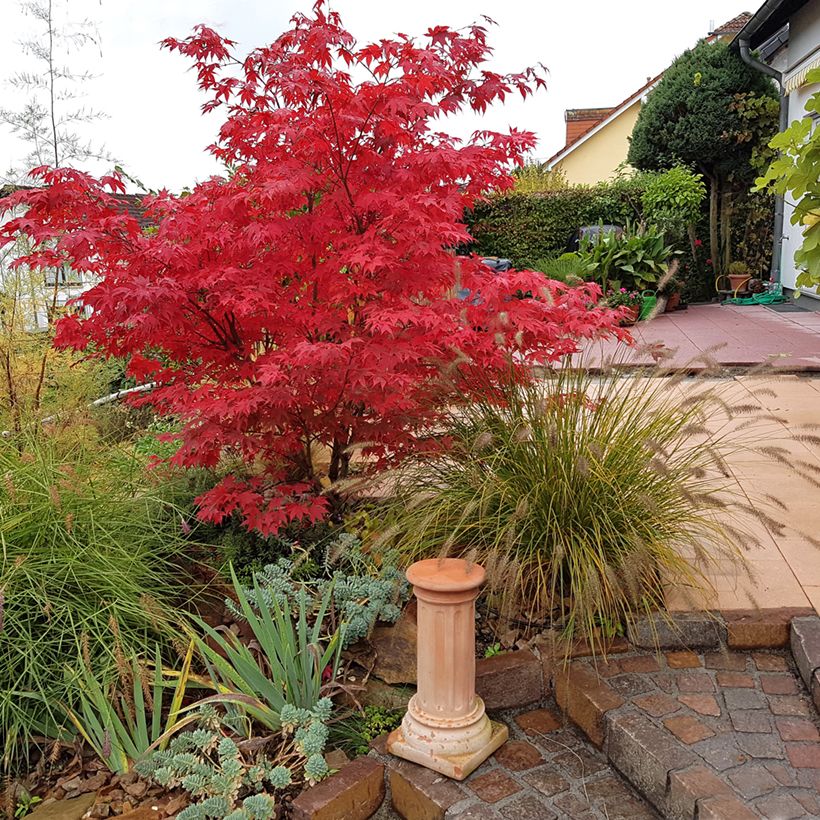 Acer palmatum Osakazuki - Japanese Maple (Plant habit)