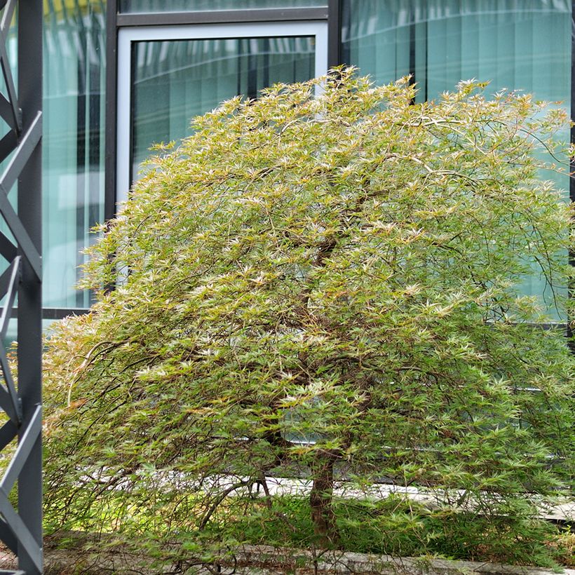 Acer palmatum Seiryu - Japanese Maple (Plant habit)
