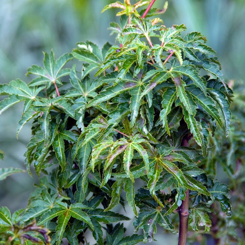 Acer palmatum Shishigashira - Japanese Maple (Foliage)