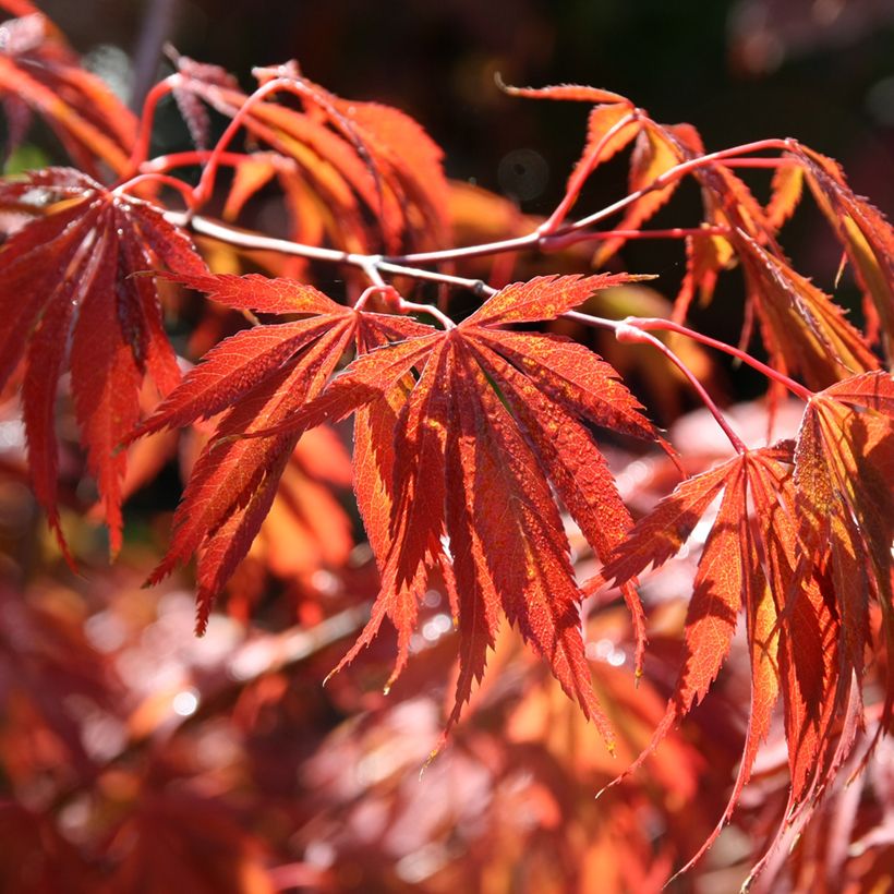 Acer palmatum Trompenburg - Japanese Maple (Foliage)