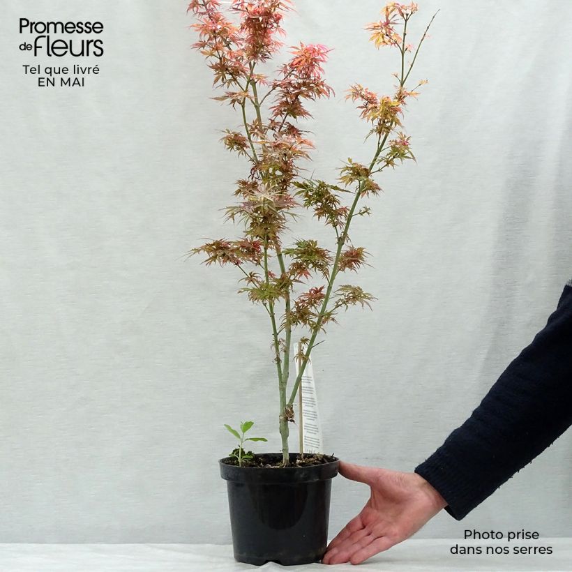 Acer palmatum Jerre Schwartz - Japanese Maple 2L/3L potShipped height around 50/60cm sample as delivered in spring