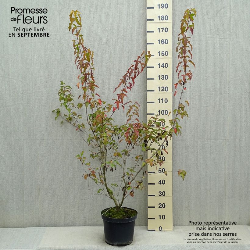 Acer tataricum subsp. ginnala Bailey Compact - Maple 7.5L/10L pot sample as delivered in summer