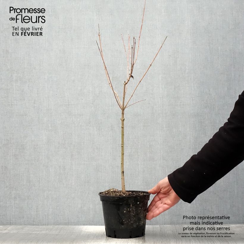 ?rable du fleuve Amour - Acer ginnala Pot de 2L/3L sample as delivered in winter