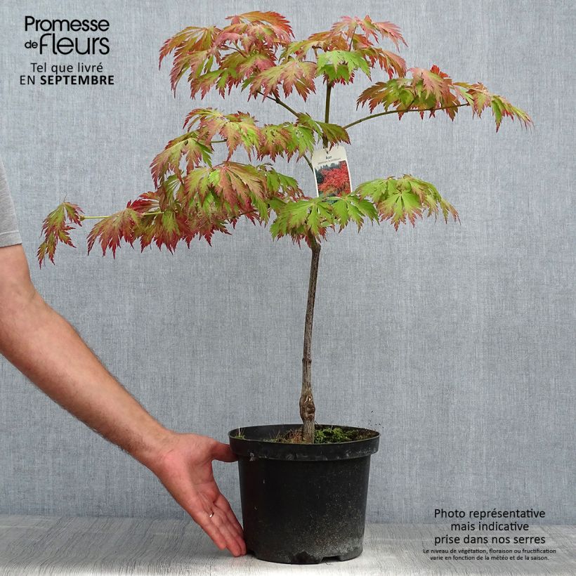 Érable du Japon - Acer japonicum Aconitifolium en pot de 4/5L Pot de 4L/5L sample as delivered in autumn