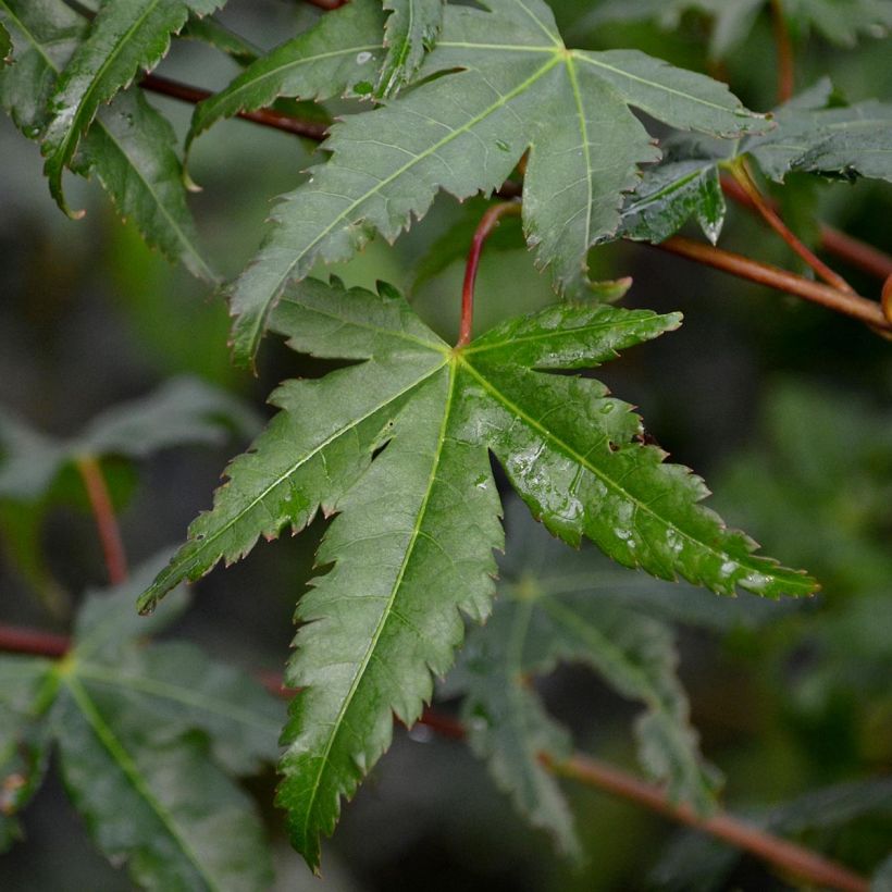 Acer palmatum - Japanese Maple (Foliage)