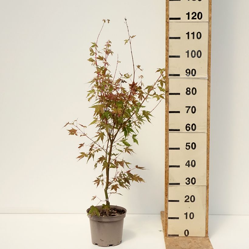 Acer palmatum Asahi Zuru - Japanese Maple 4L/5L pot sample as delivered in summer