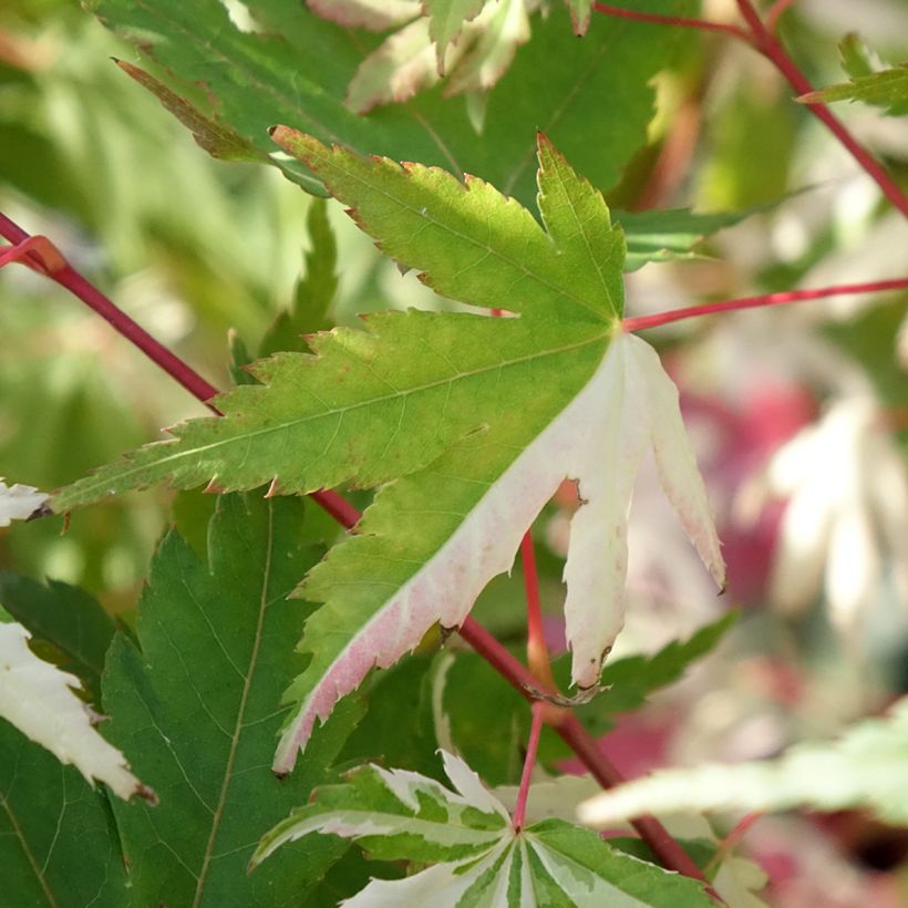 Acer palmatum Asahi Zuru - Japanese Maple (Foliage)