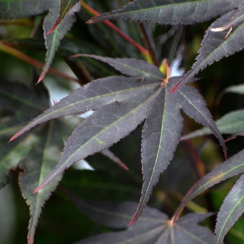 Acer palmatum Atropurpureum - Japanese Maple (Foliage)