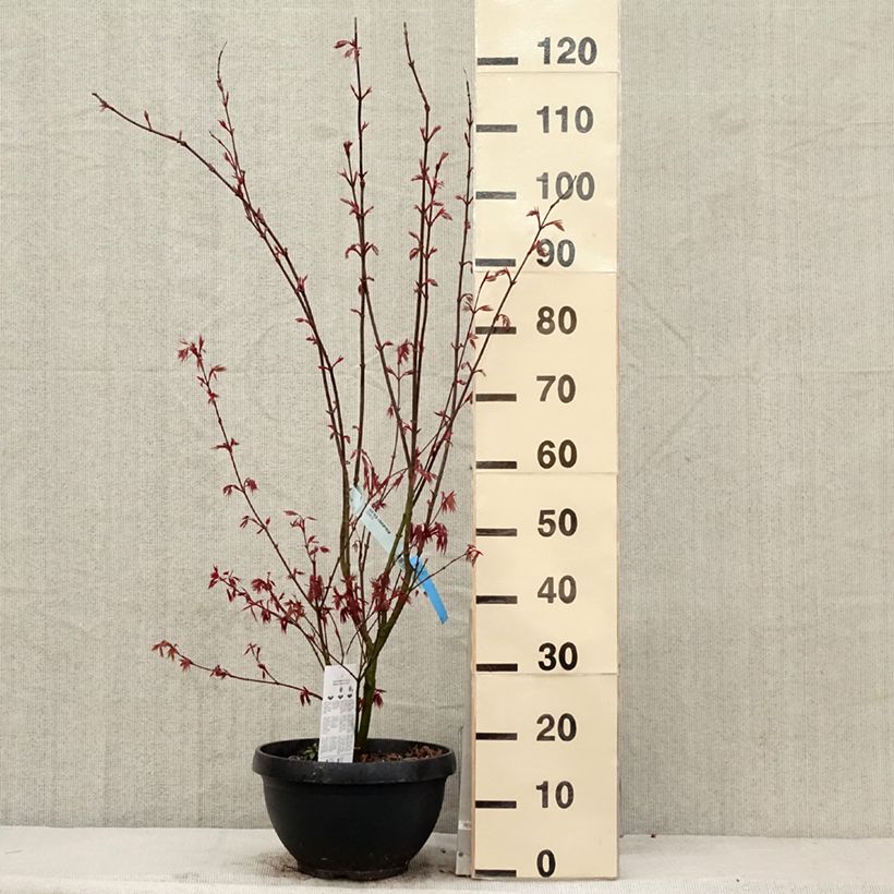 Acer palmatum Atropurpureum - Japanese Maple 4L/5L potShipped height around 60/+cm sample as delivered in spring