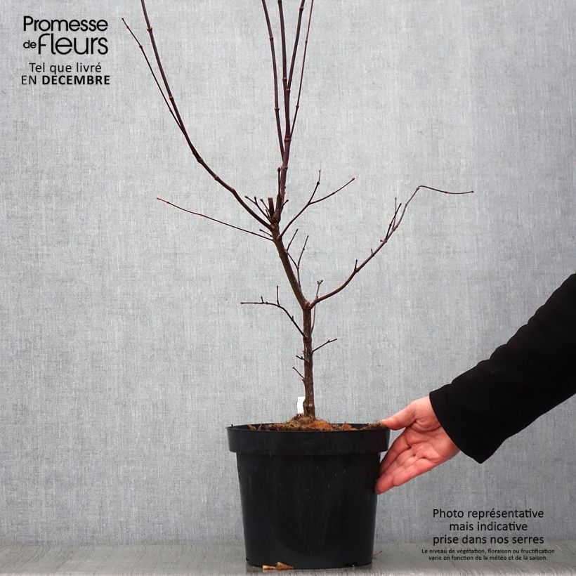 Érable du Japon - Acer palmatum Atropurpureum pot de 6L/7L 60/+ sample as delivered in autumn