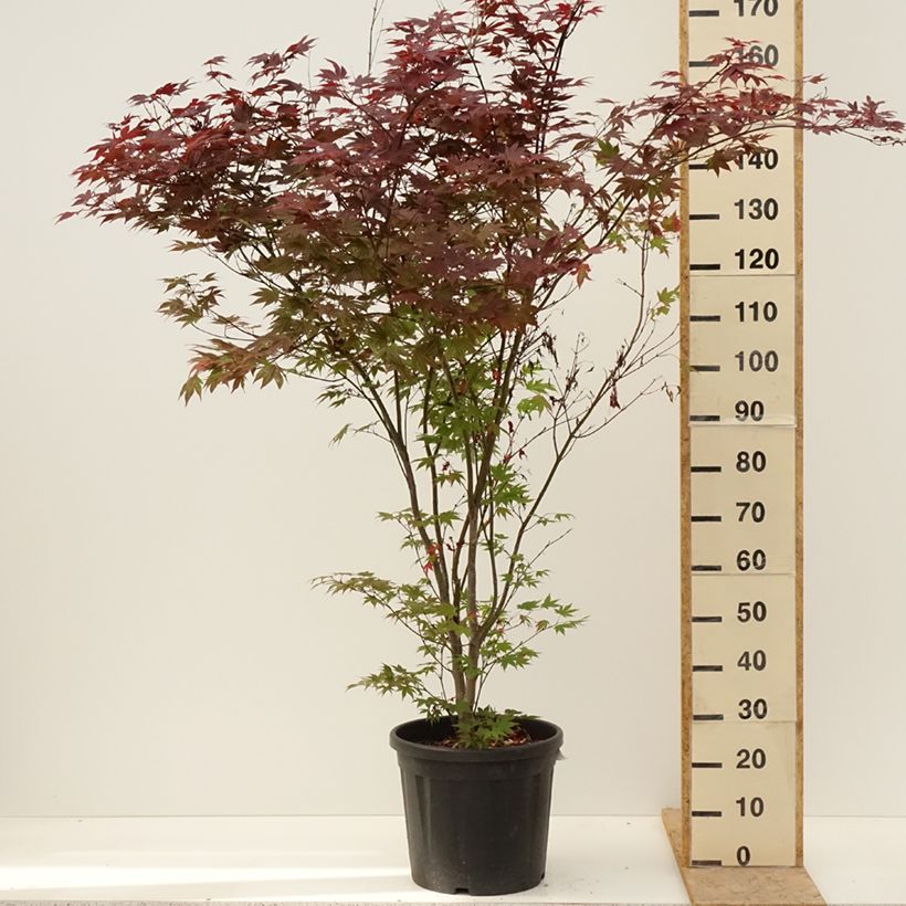 Acer palmatum Atropurpureum - Japanese Maple 20L/25L potShipped height around 125/150cm sample as delivered in spring