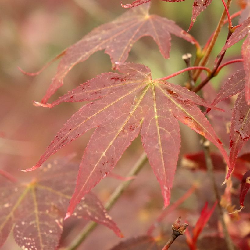 Acer palmatum Atropurpureum - Japanese Maple (Foliage)