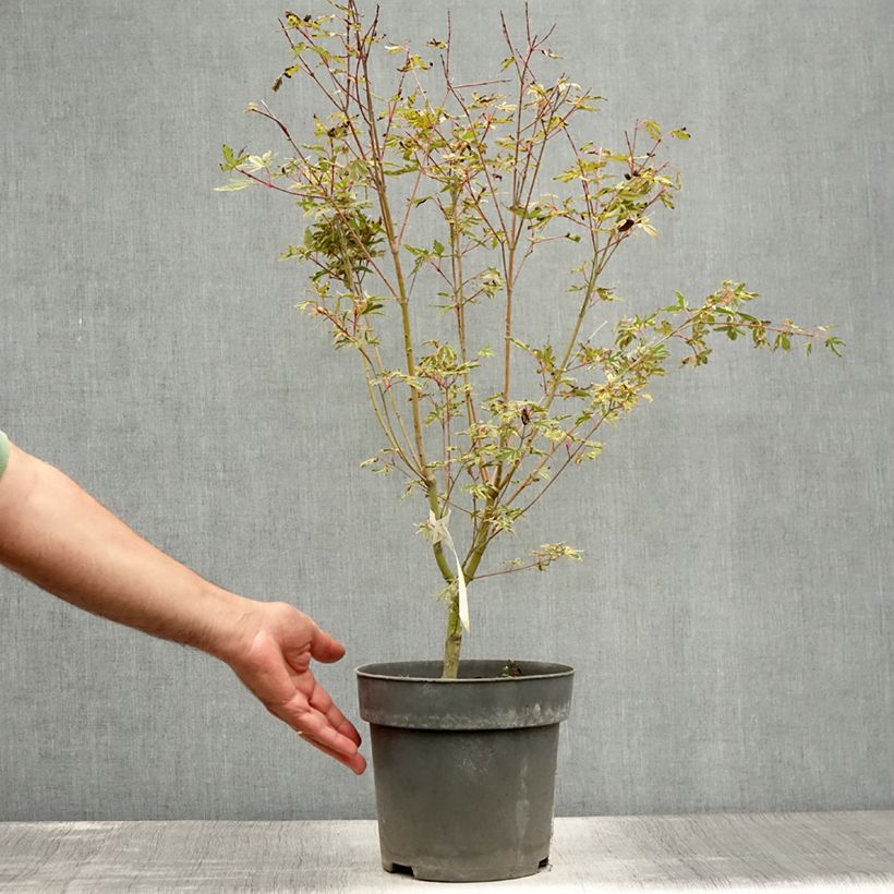 Acer palmatum Beni Shichihenge - Japanese Maple 3L/4L pot sample as delivered in summer