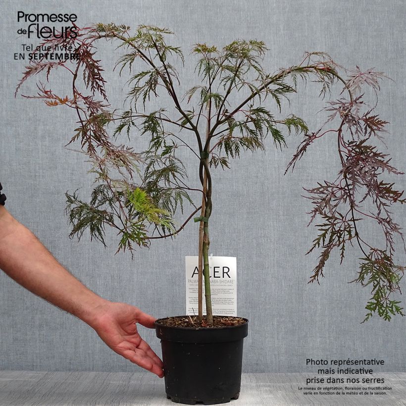 Erable du Japon - Acer palmatum Bloodgood pot de 3L/4L 40/60cm sample as delivered in autumn