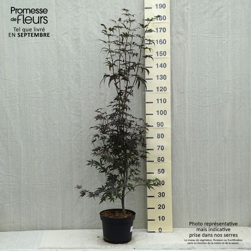 Érable du Japon - Acer palmatum Bloodgood pot de 7,5L/10L sample as delivered in autumn