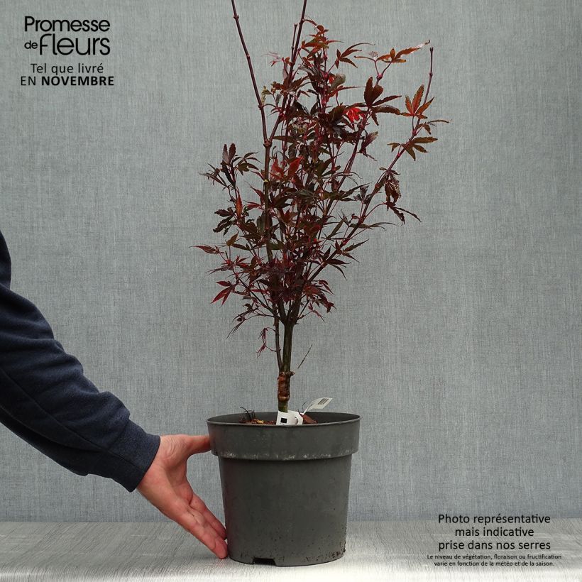 Erable du Japon - Acer palmatum Brandt’s Dwarf  sample as delivered in autumn