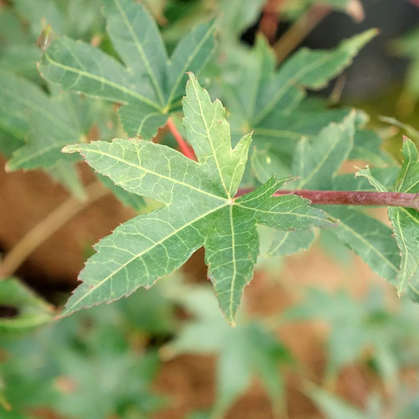 Acer palmatum Brown Sugar JWW7 - Japanese Maple (Foliage)