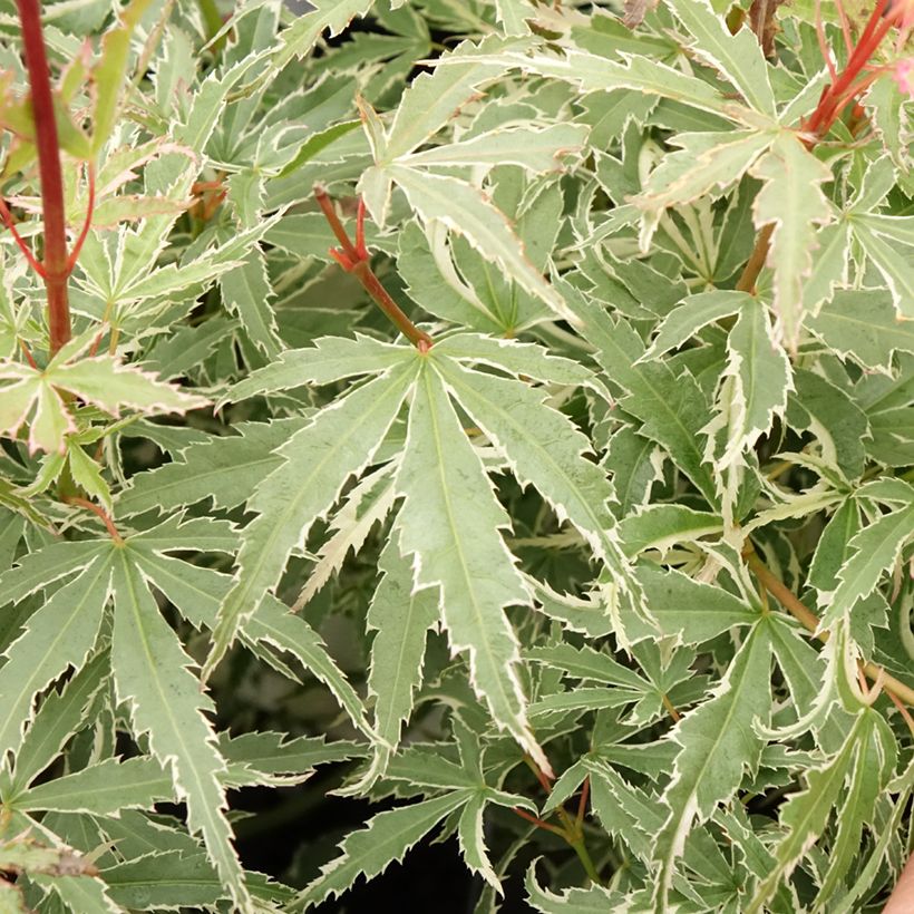 Acer palmatum Butterfly - Japanese Maple (Foliage)