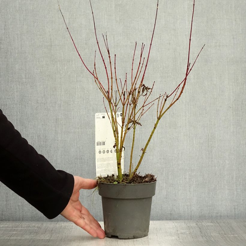 Acer palmatum Butterfly - Japanese Maple 1L/1.5L pot sample as delivered in autumn