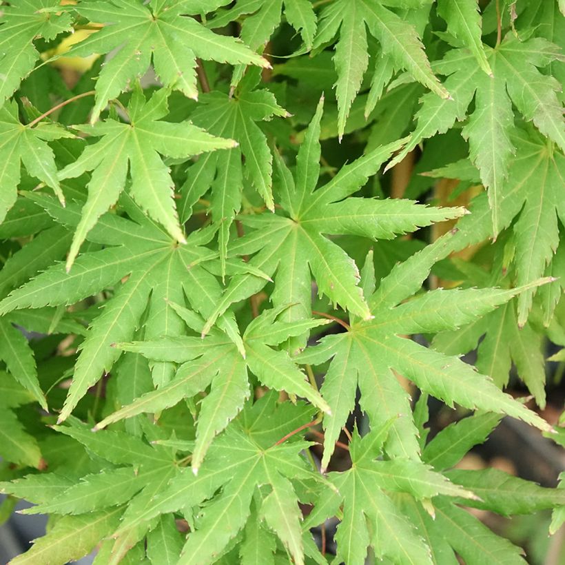 Acer palmatum Cascade Citrine - Japanese Maple (Foliage)