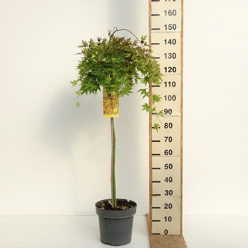 Acer palmatum Cascade Citrine - Japanese Maple 7.5L/10L pot sample as delivered in summer