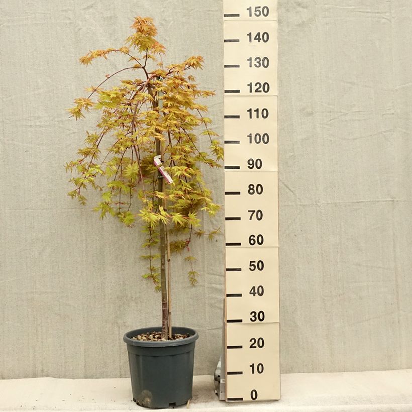 Acer palmatum Cascade Gold - Japanese Maple 7.5L/10L potShipped height around 100/125cm sample as delivered in spring