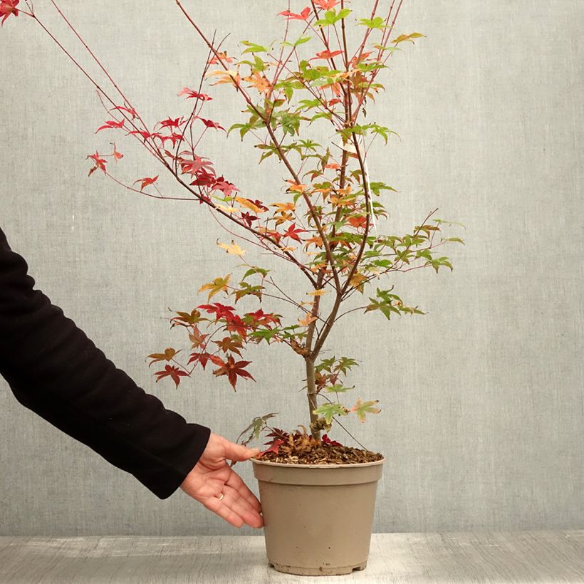 Acer palmatum Deshojo - Japanese Maple 4L/5L pot sample as delivered in autumn