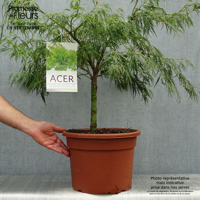 Érable du Japon - Acer palmatum Dissectum 12L/15L 80cm sample as delivered in autumn