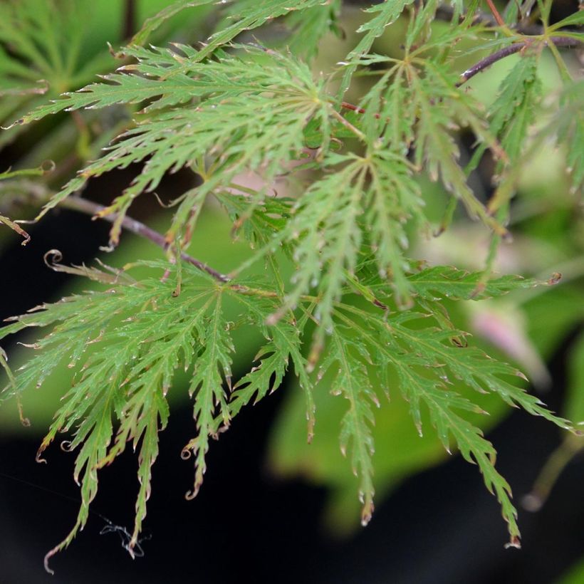 Acer palmatum Dissectum Garnet - Japanese Maple (Foliage)
